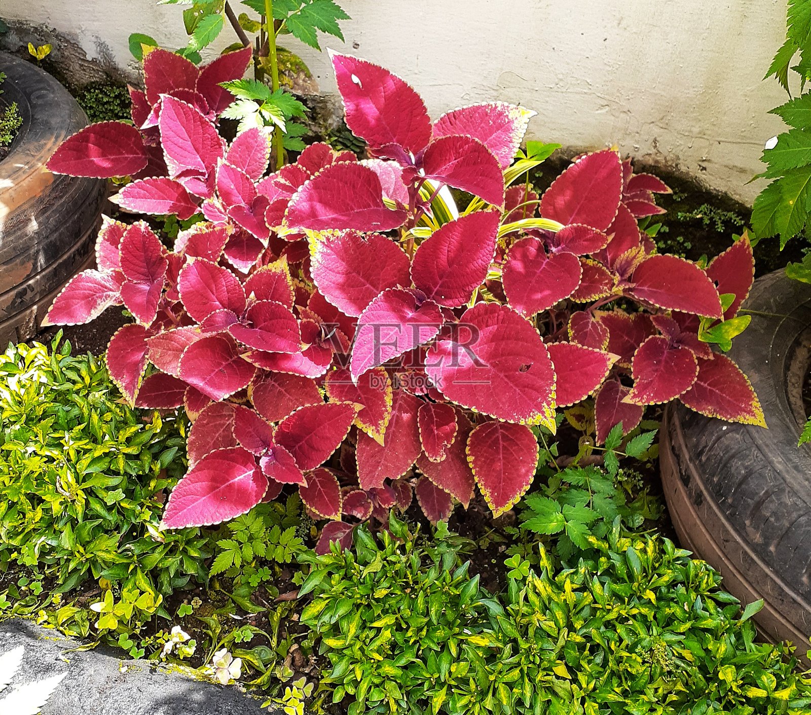 风景优美的叶子照片摄影图片