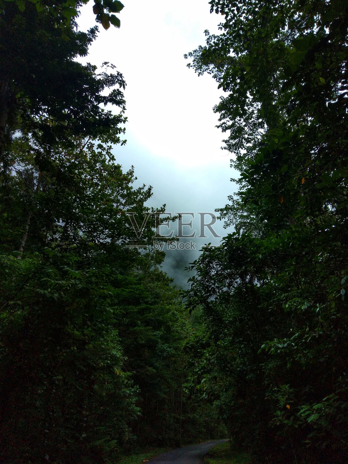 原生态森林里的树木被浓雾笼罩着照片摄影图片