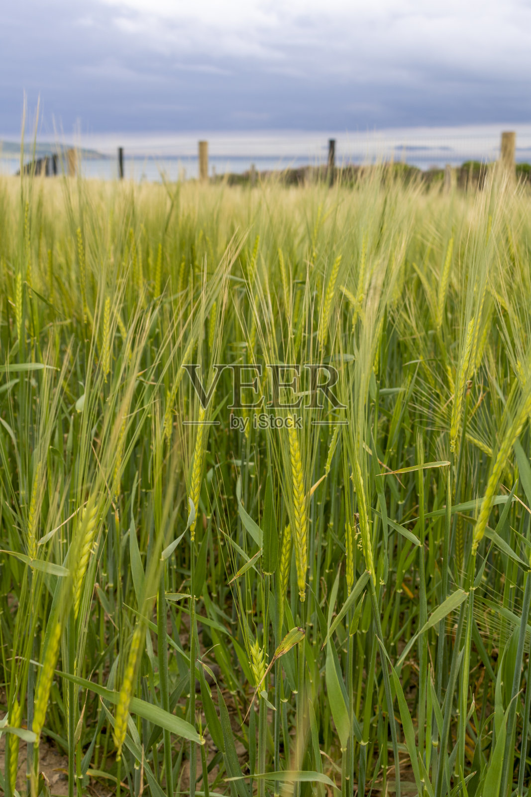 麦田照片摄影图片
