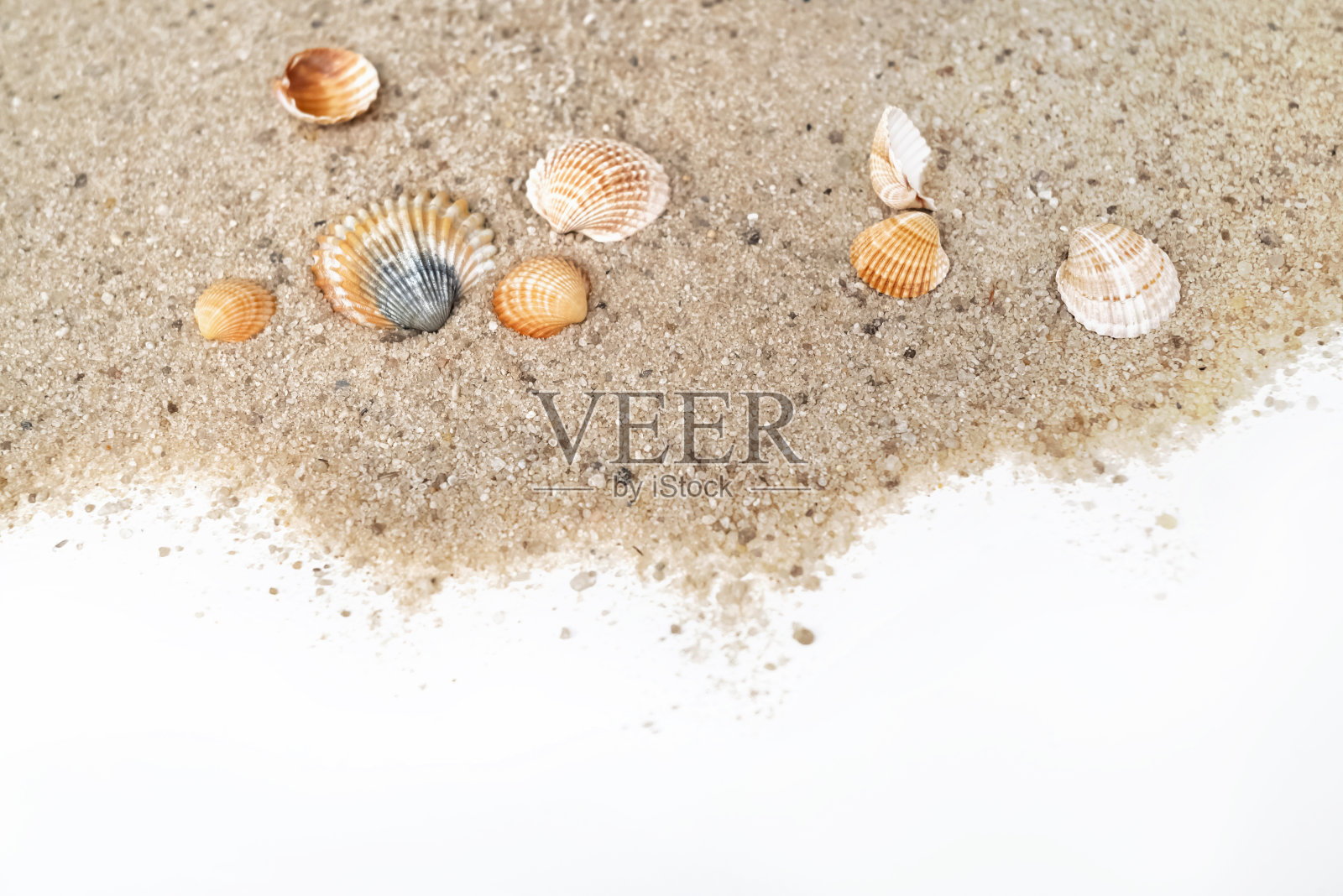 带肋的海贝用复制空间散布在沙土表面照片摄影图片