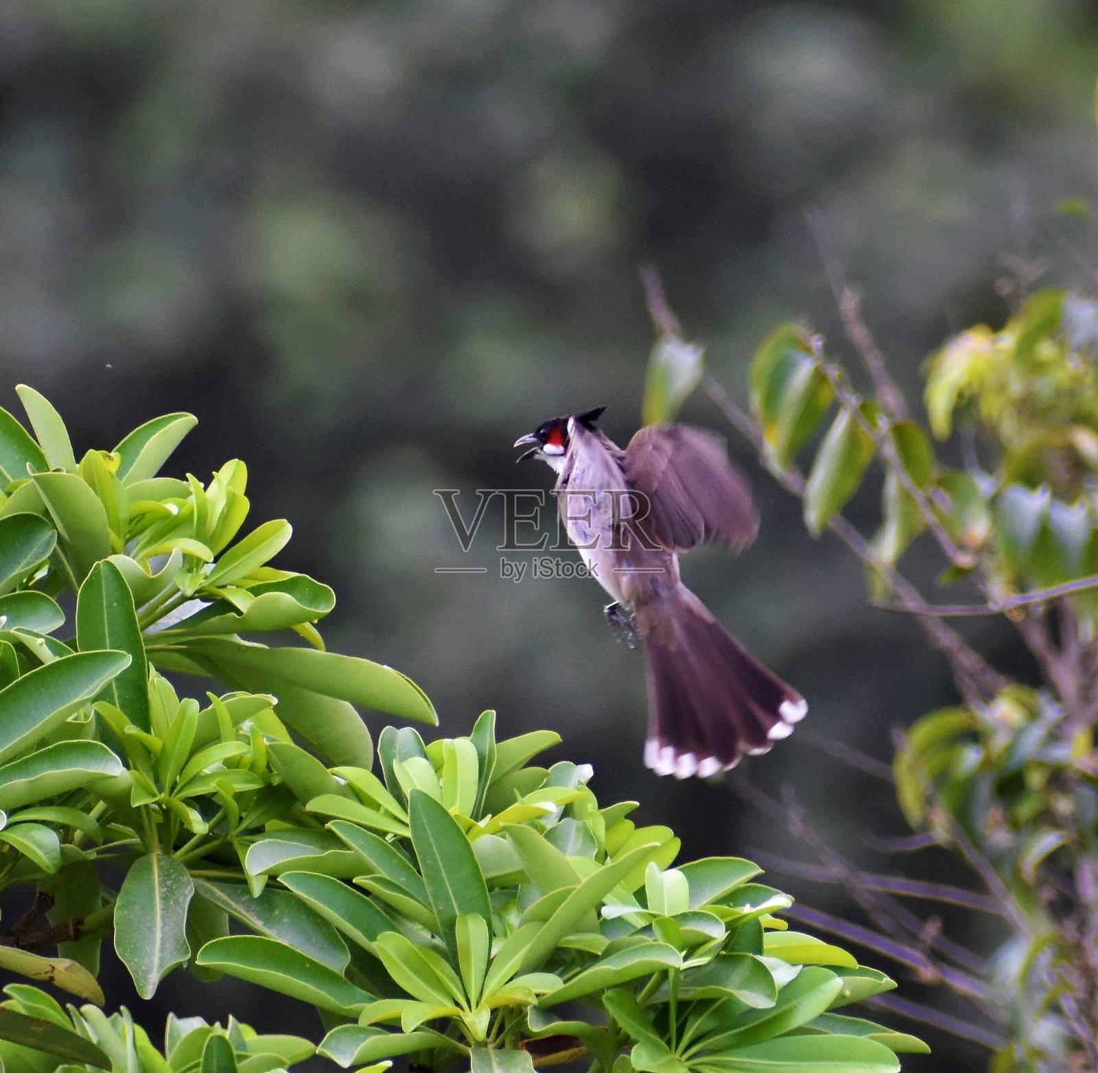 红的歌手照片摄影图片