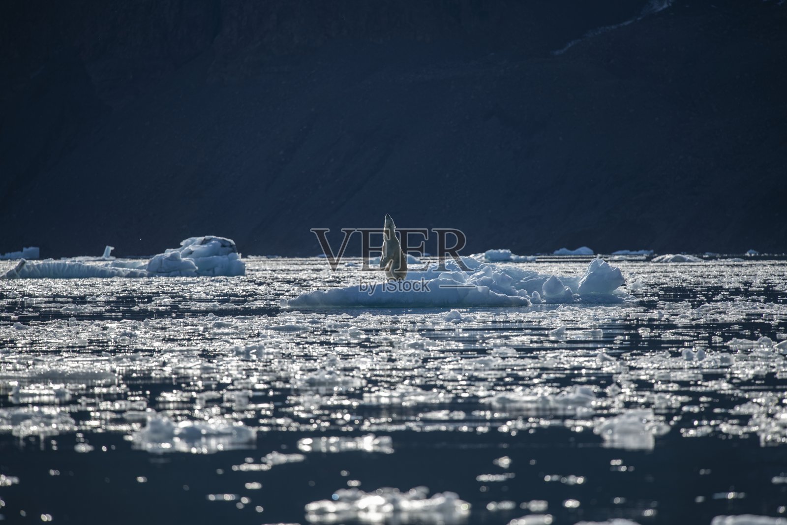 一只北极熊站在浮冰上，四周是浮冰，用后腿站立着，嗅着空气照片摄影图片