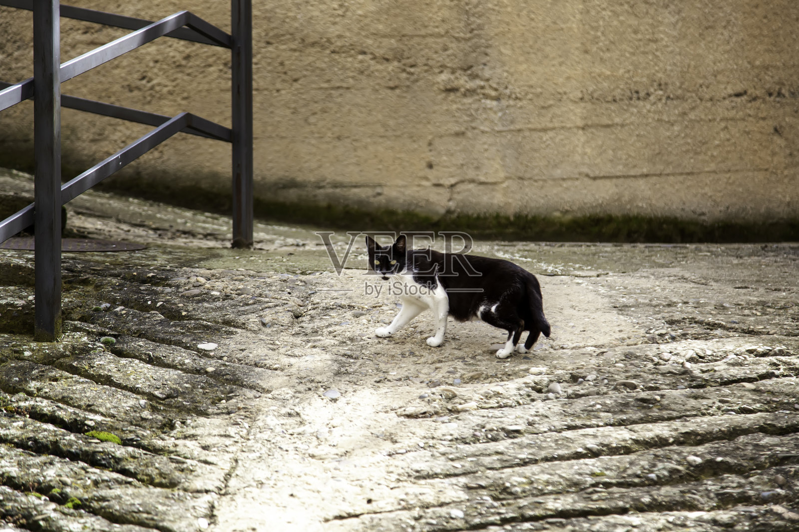 猫遗弃街头照片摄影图片