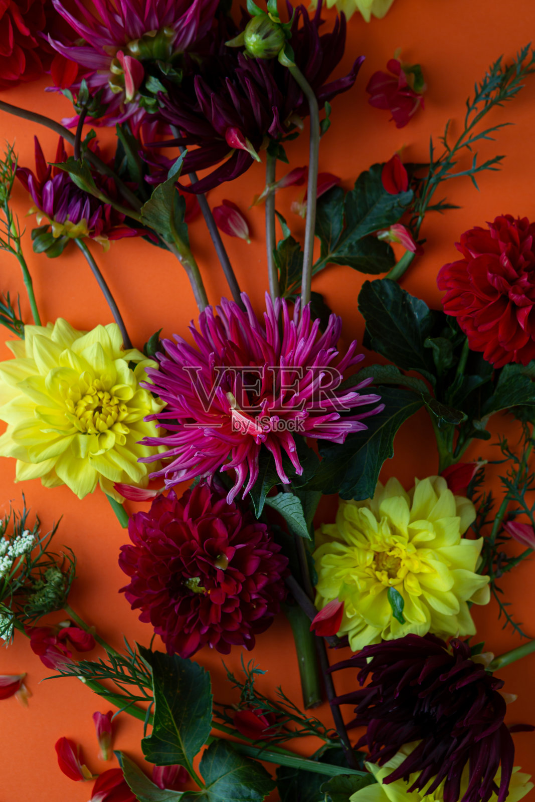 头顶的秋日大丽花盛开照片摄影图片