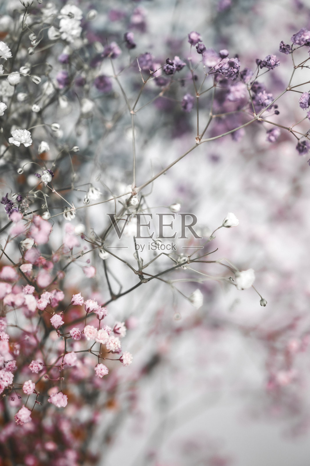 五彩缤纷的gypsophila朵朵小花。选择性对焦照片照片摄影图片