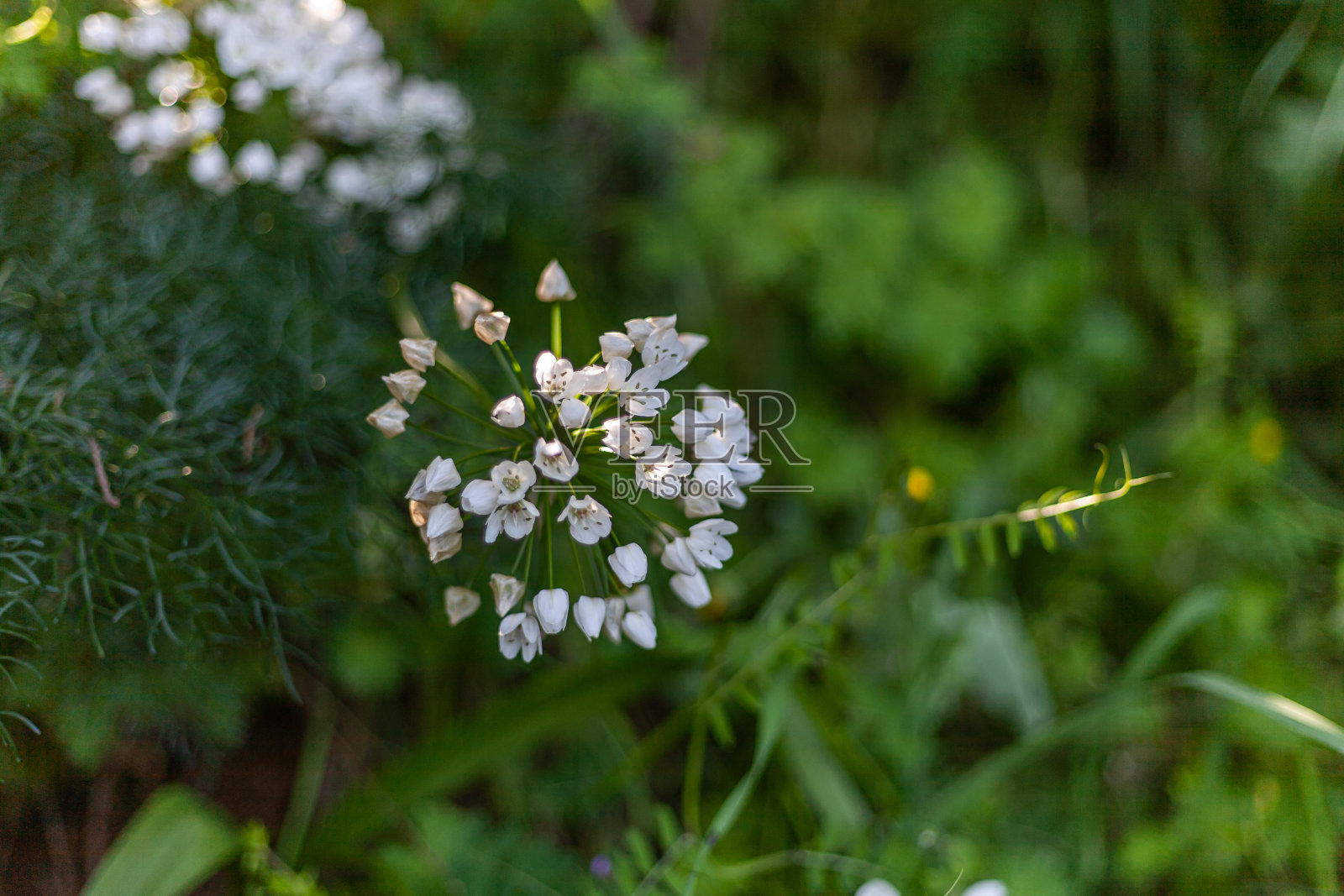 白色毛蒜花或蒜属，原产于地中海地区。照片摄影图片