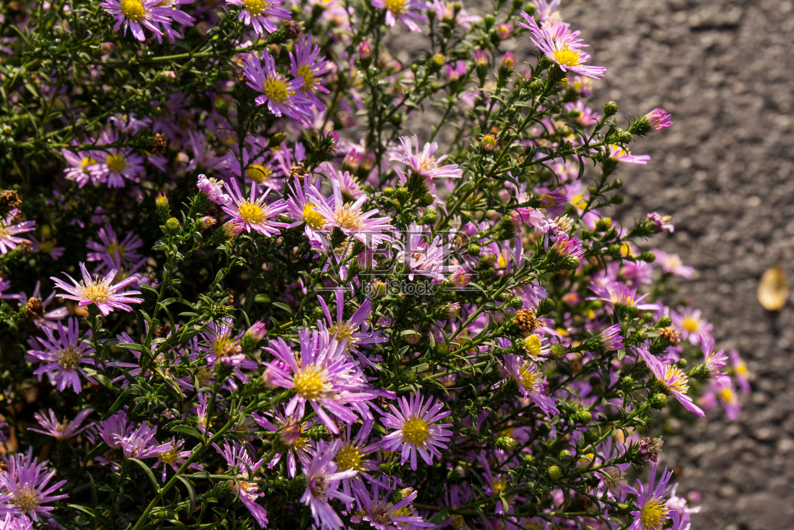 美丽的菊花在春天的一天盛开在花园里照片摄影图片