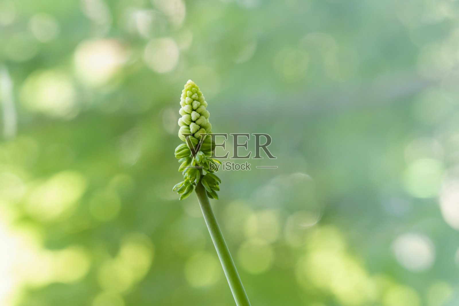 凤仙花的嫩花，在阳光充足的叶景背景下照片摄影图片