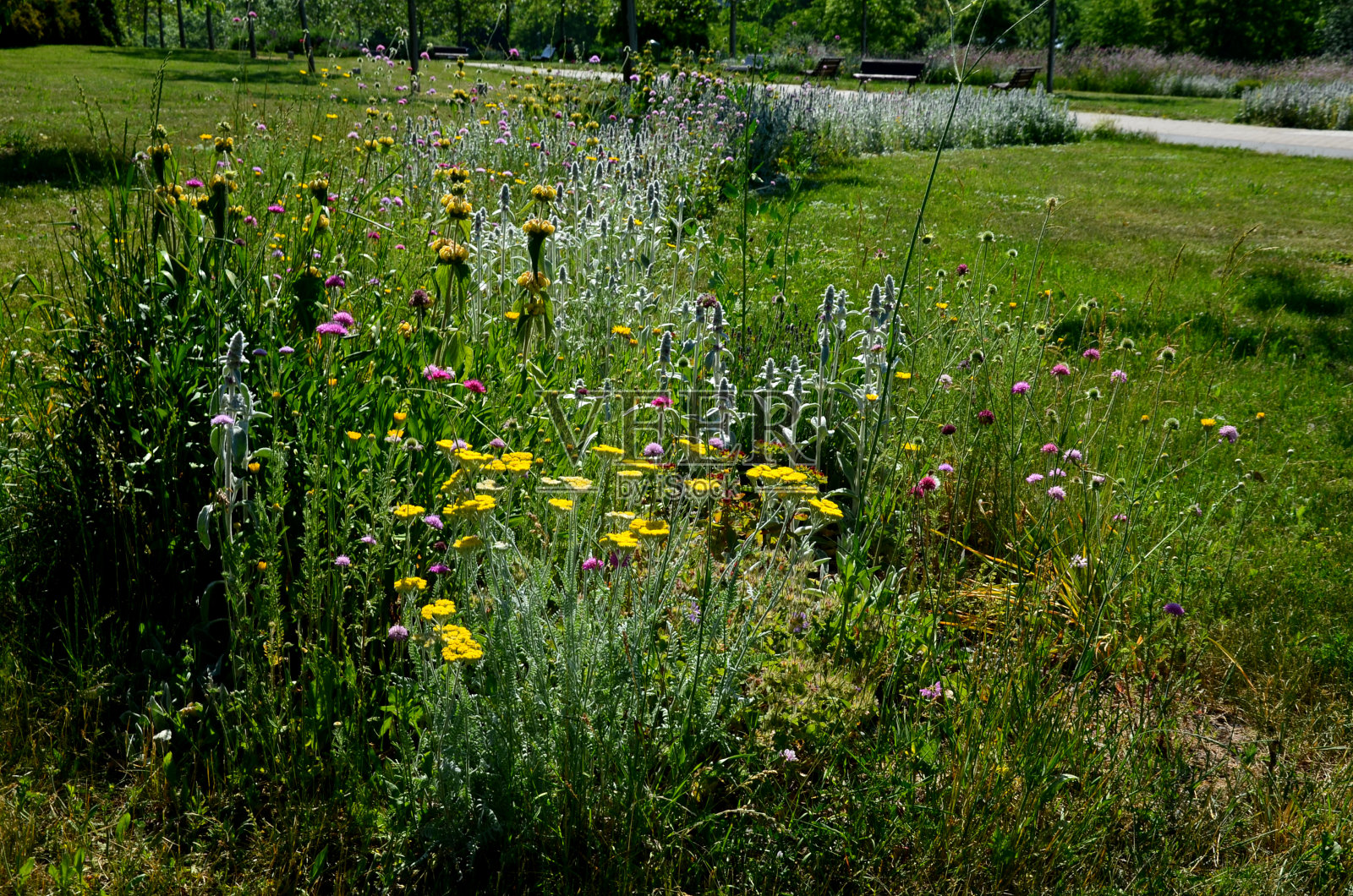 初春的花草地，一年前由水仙花建立在一个低矮的木杆围栏后面照片摄影图片