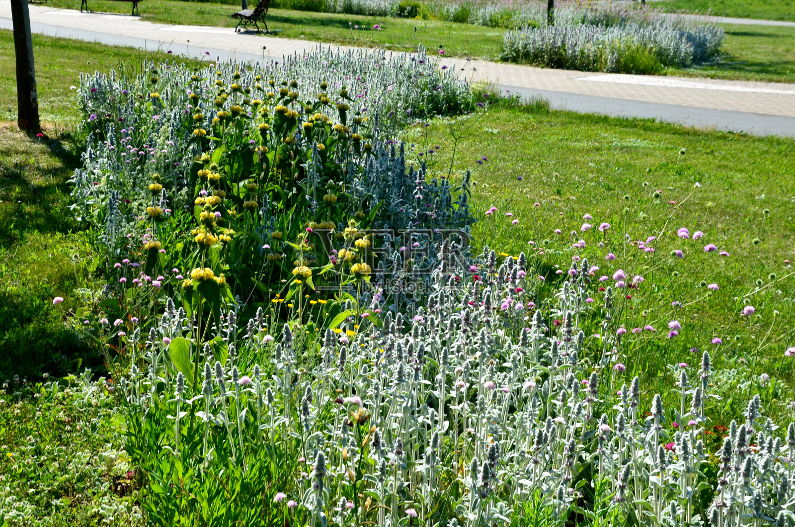 初春的花草地，一年前由水仙花建立在一个低矮的木杆围栏后面照片摄影图片