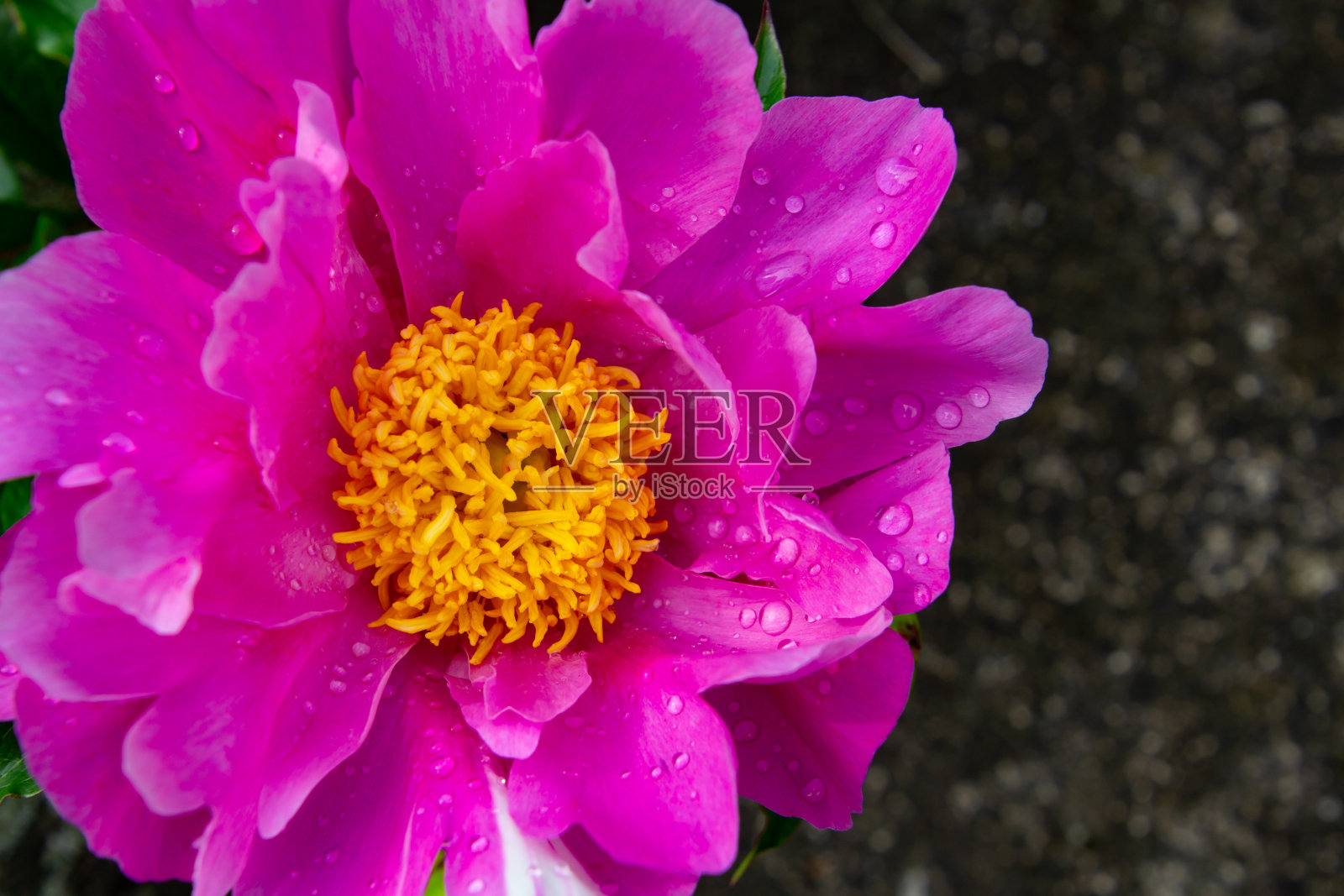 近距离观察一种深粉色的中国牡丹，也叫芍药照片摄影图片