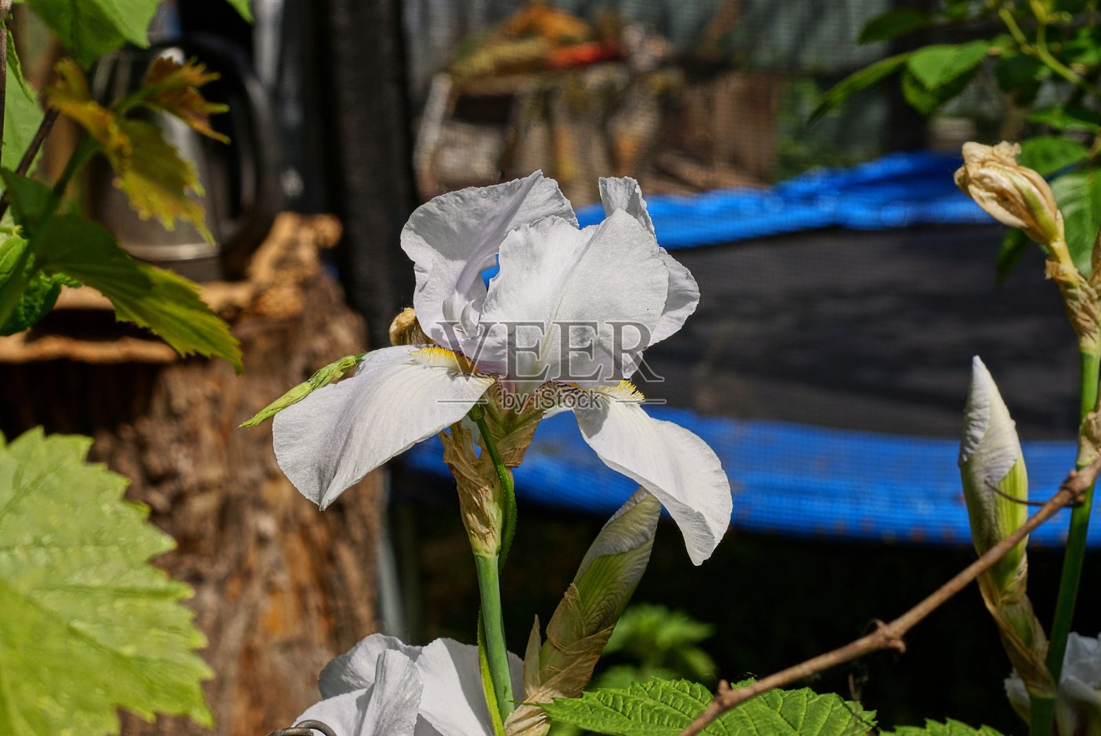 鸢尾花的一个白色大花蕾照片摄影图片