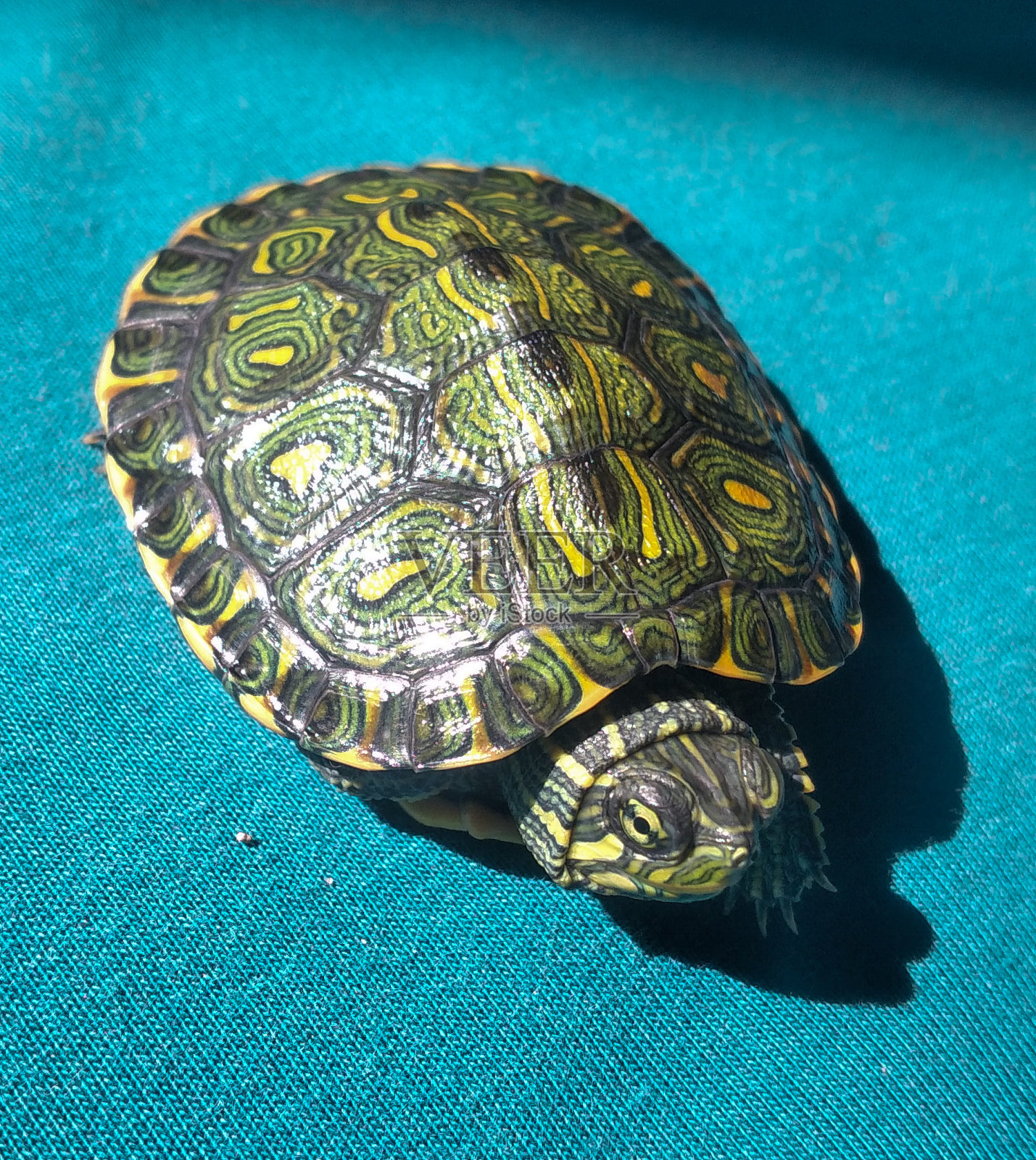 乌龟日光浴照片摄影图片