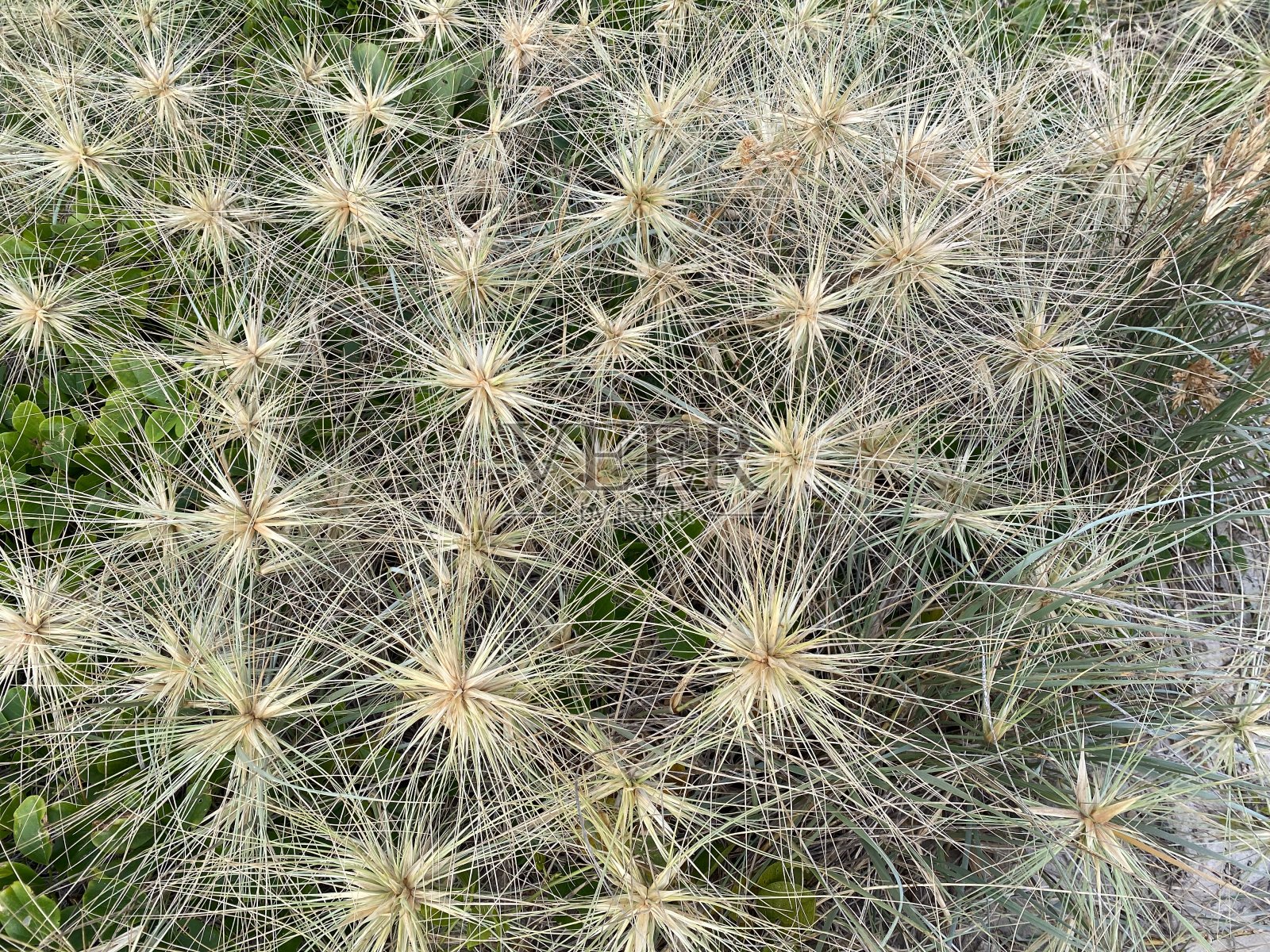 海滩带刺照片摄影图片