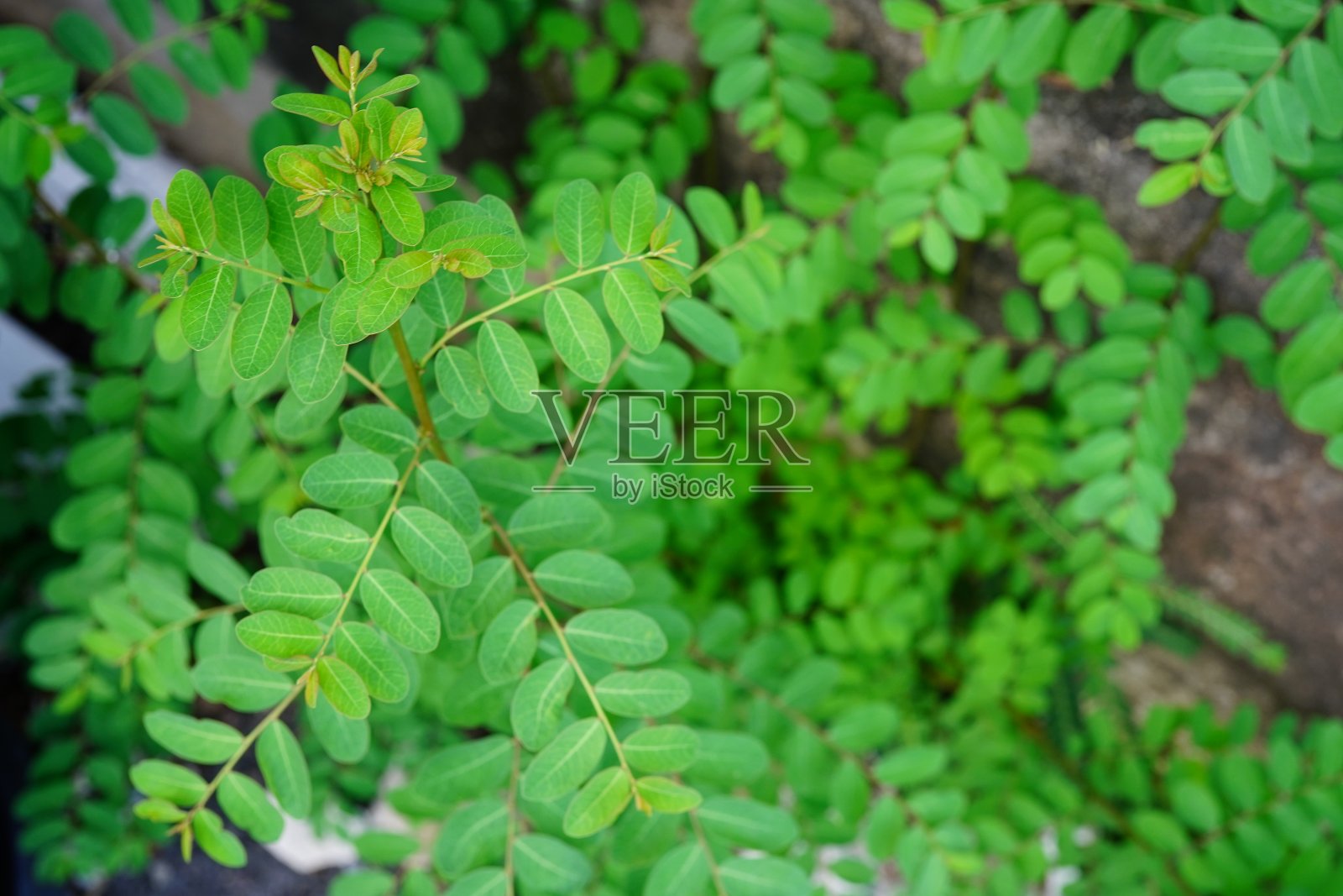 叶下叶照片摄影图片