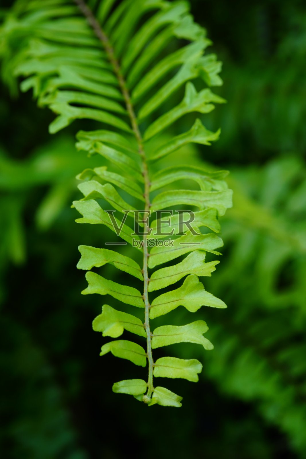 森林中的蕨类叶子照片摄影图片