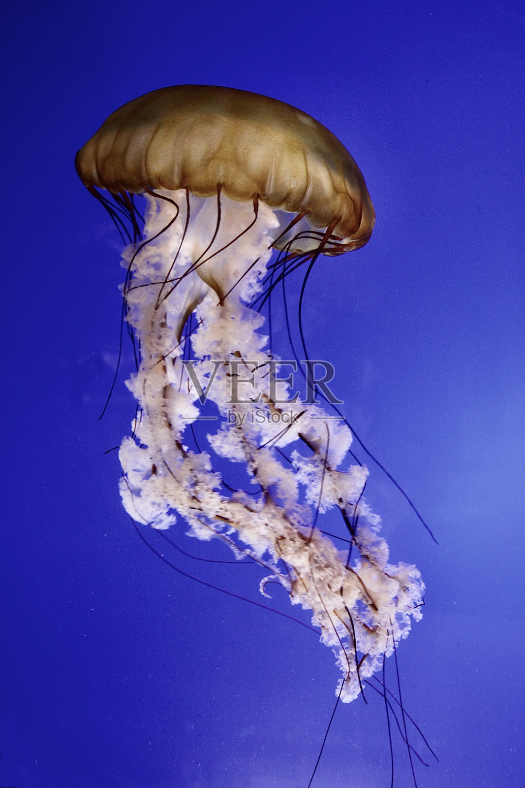 水母照片摄影图片