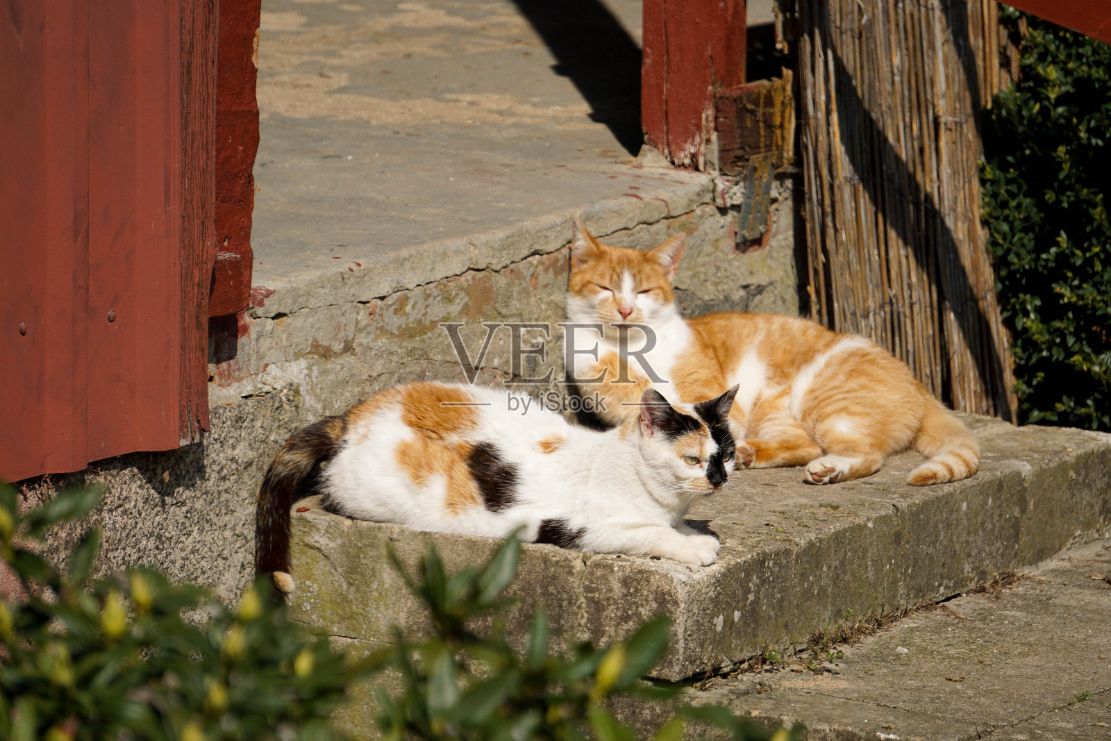 阳光下，两只漂亮的猫躺在花园的楼梯上照片摄影图片