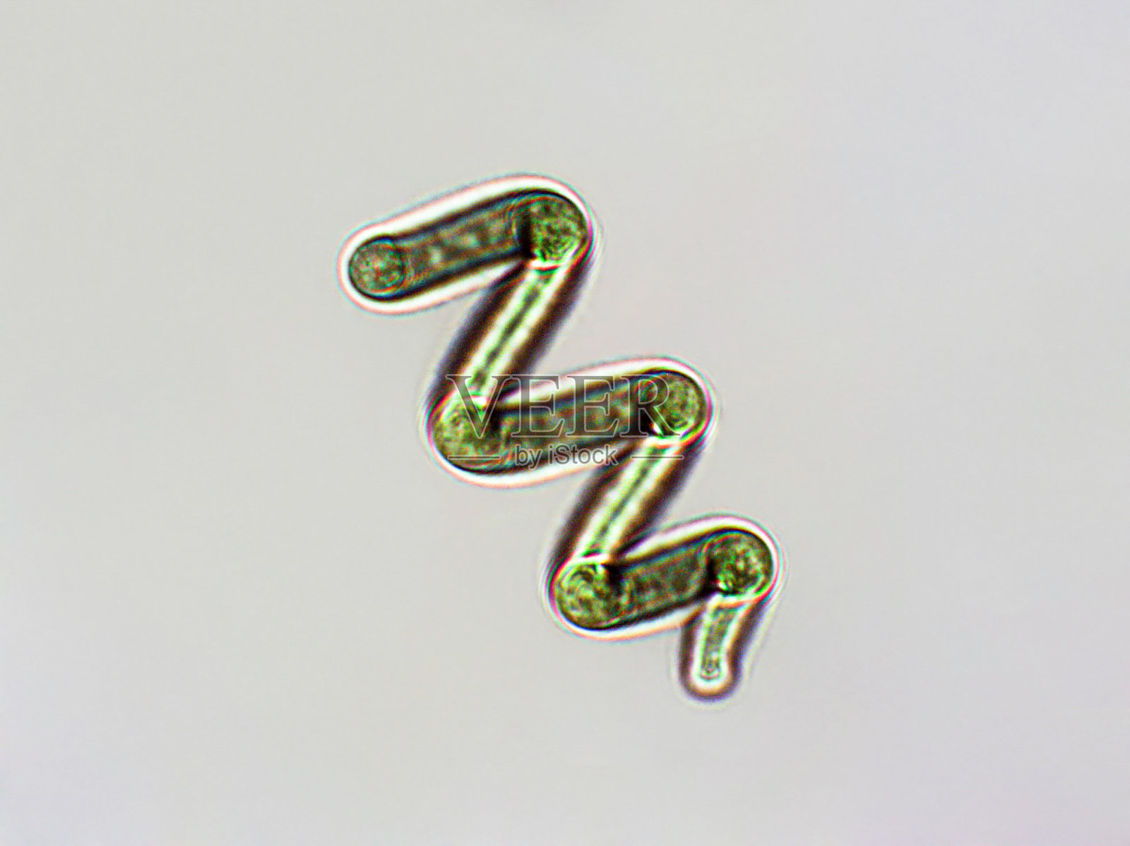 显微观察下的螺旋藻x100，蓝藻细菌，可被人类和动物食用，在世界各地栽培，膳食补充剂或天然食品照片摄影图片