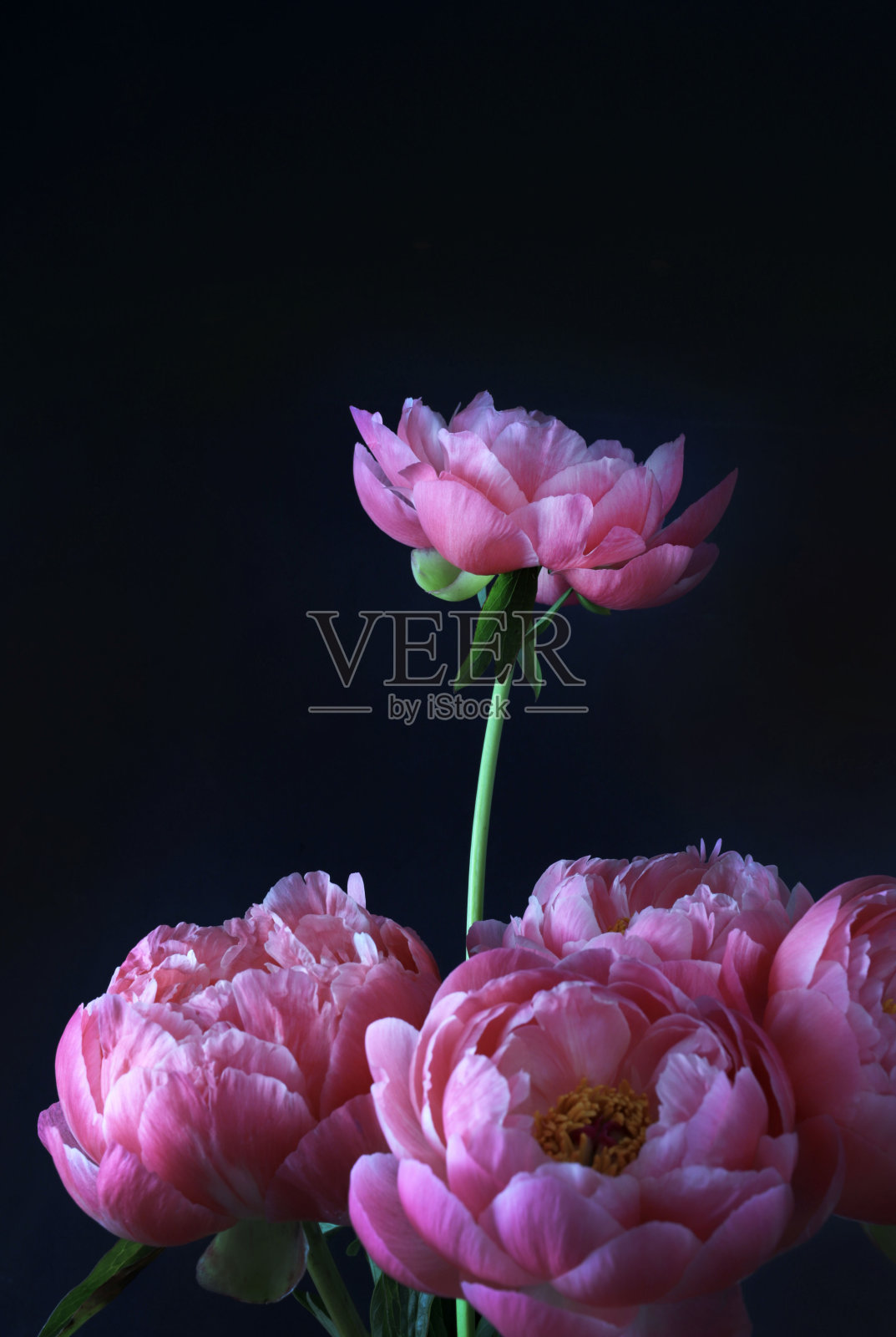 粉色牡丹花朵。照片摄影图片