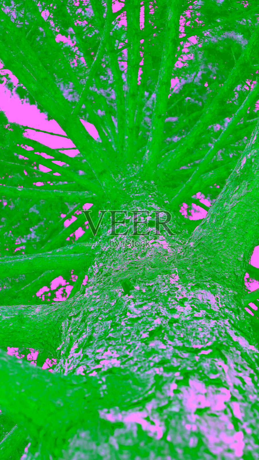 松树树干较低的视图与软焦点在边缘照片摄影图片