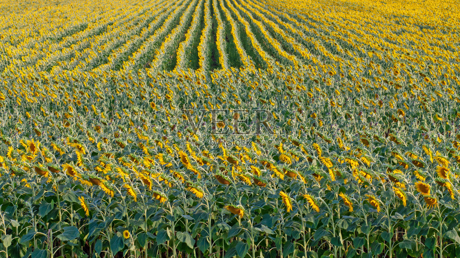 许多向日葵盛开着。地里种着油籽——向日葵。照片摄影图片