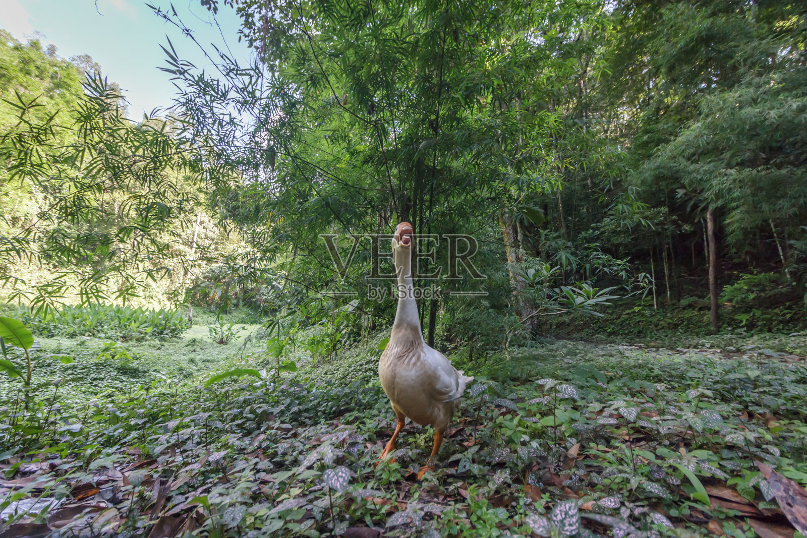 白鸭照片摄影图片