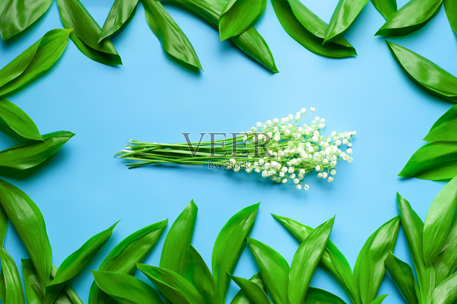 在绿叶花架的中央有一小束山谷百合。平铺以蓝色背景照片摄影图片