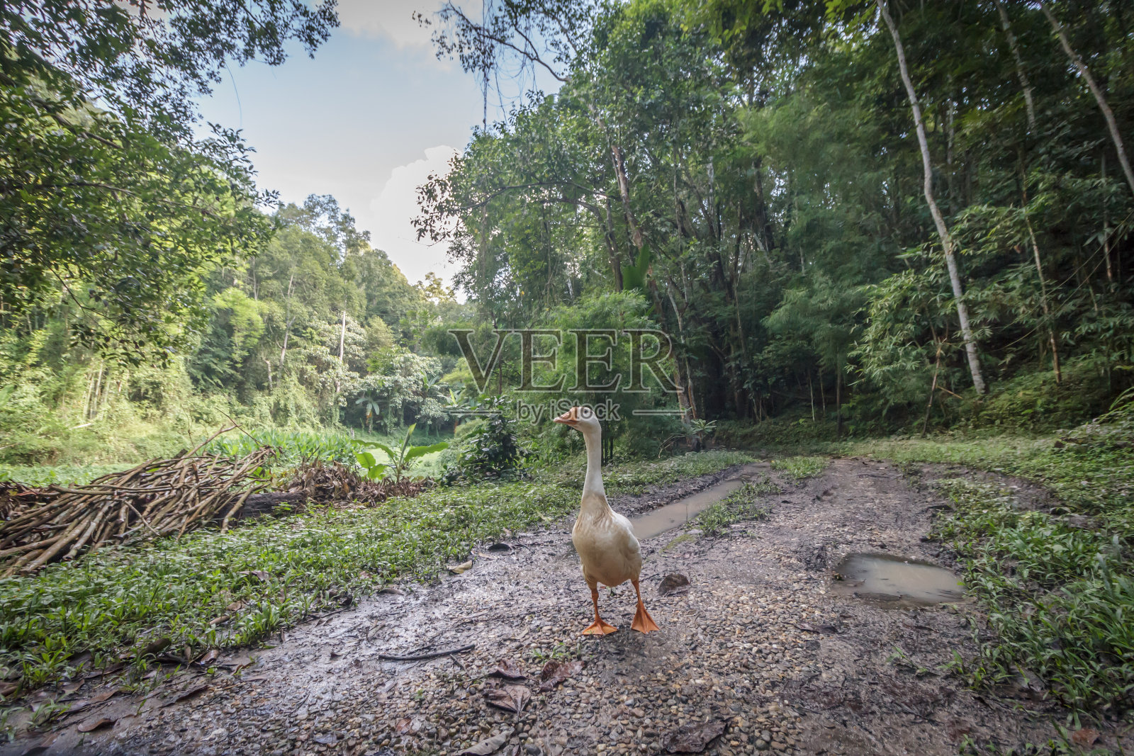 白鸭照片摄影图片