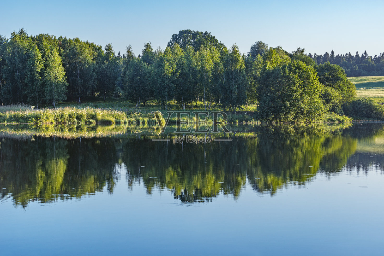 夏日日落时湖边的树木。照片摄影图片