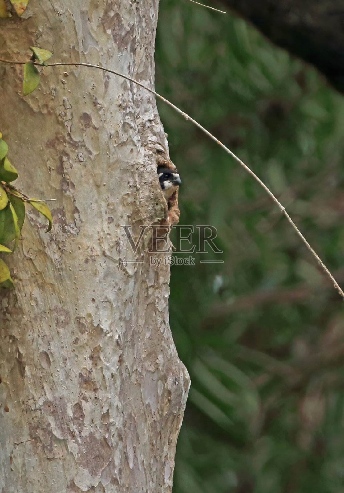 Black-thighed小鹰照片摄影图片