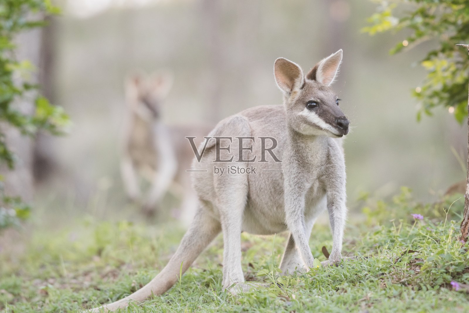 澳大利亚的小袋鼠照片摄影图片