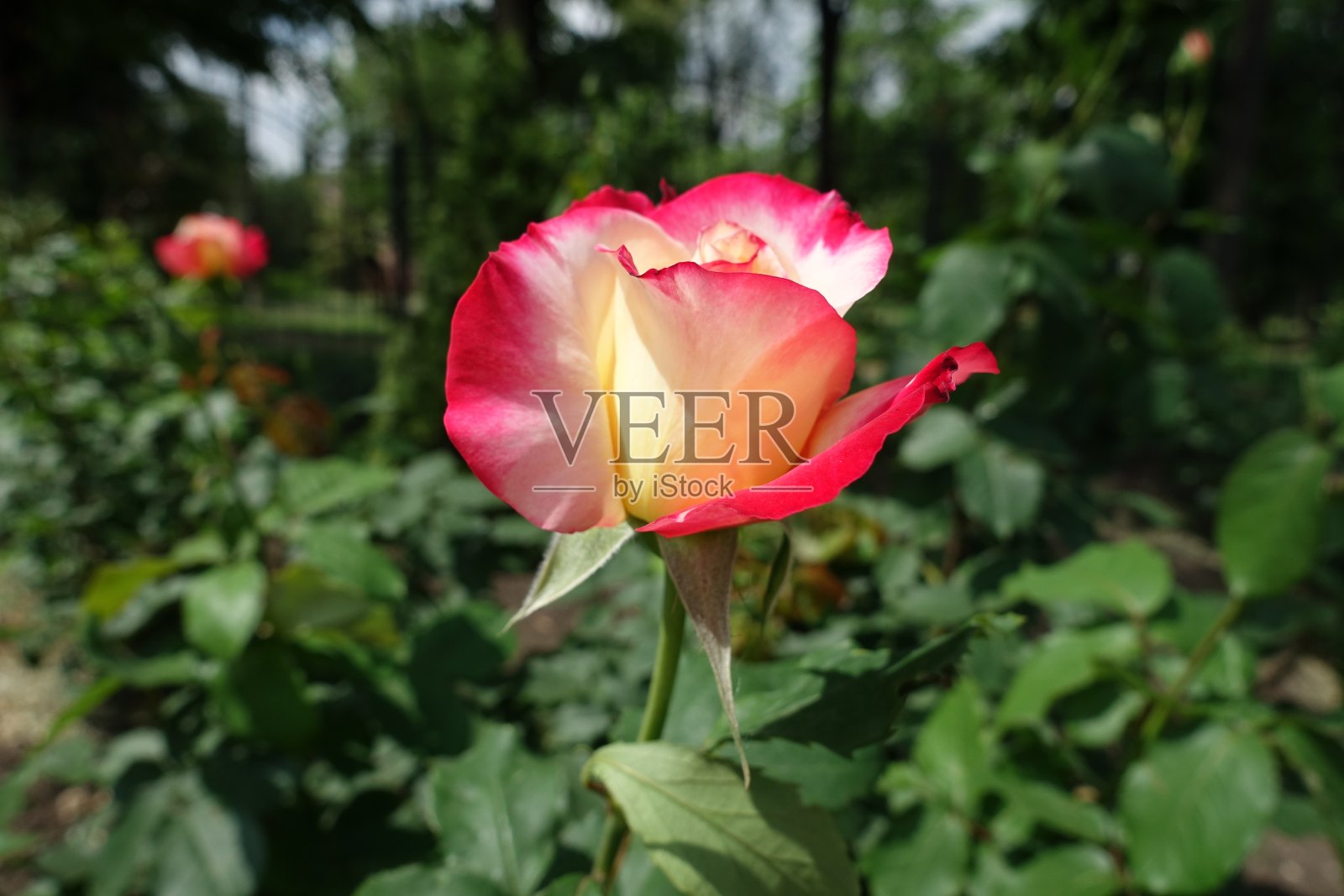 5月玫瑰粉白色花侧视图照片摄影图片