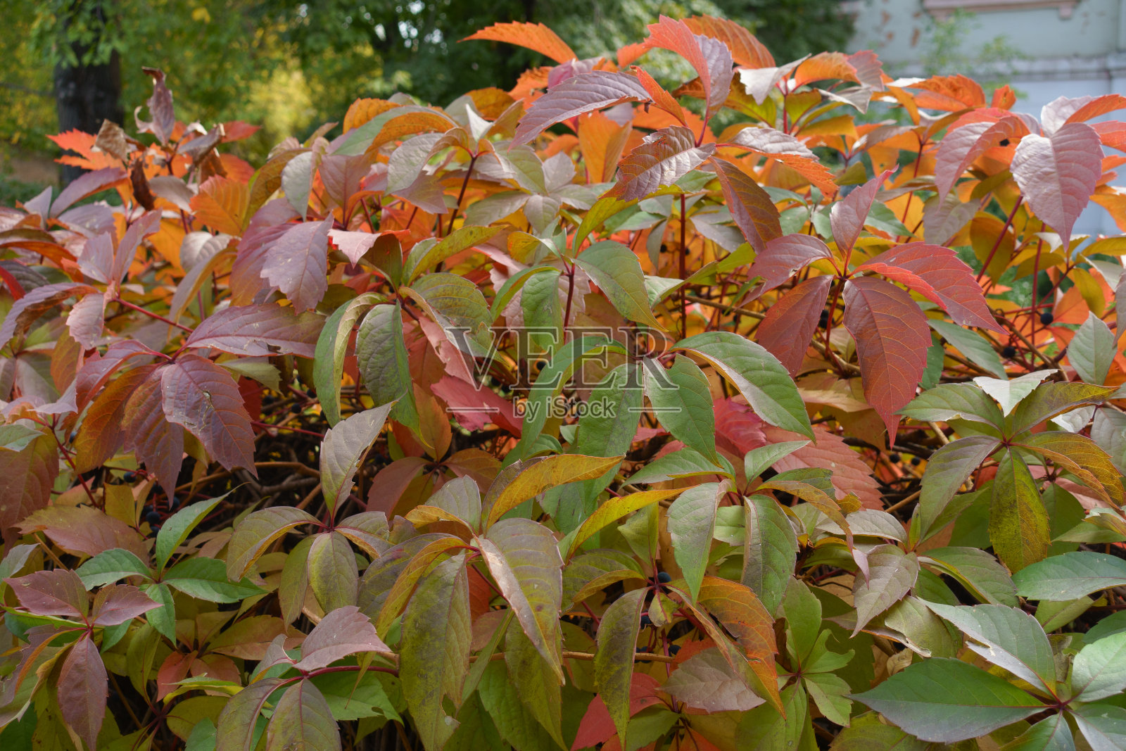 三叶爬山虎九月秋色斑斓的叶片照片摄影图片