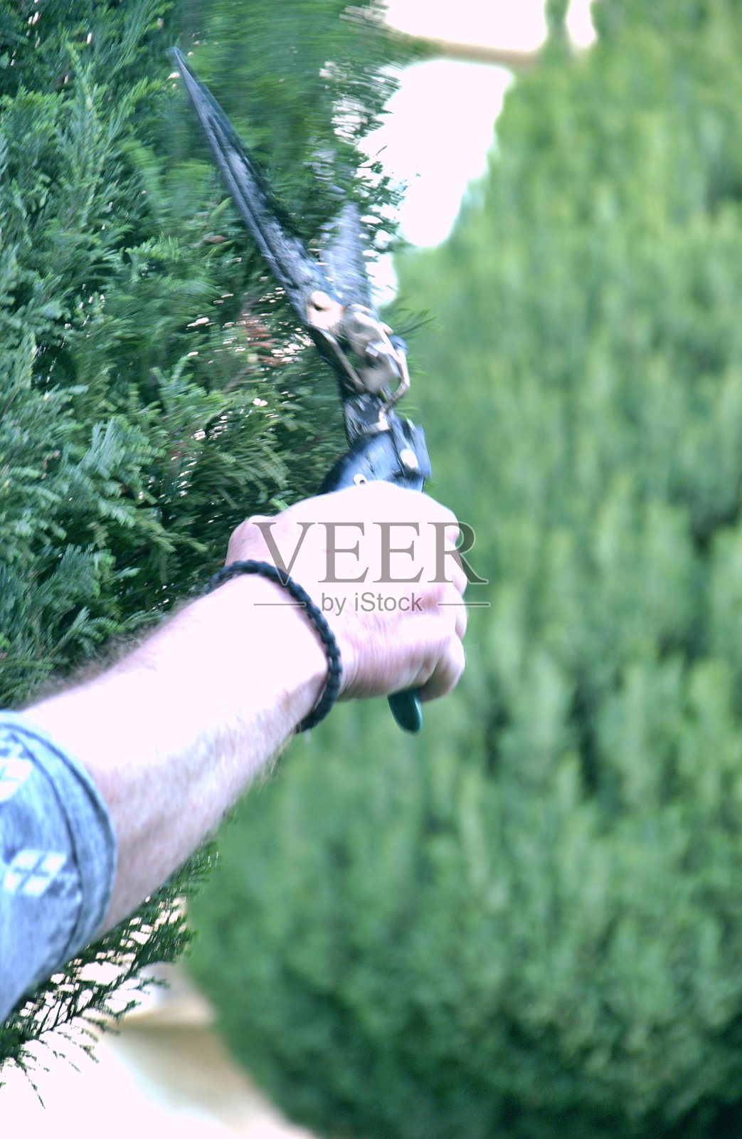 在花园里修剪常青树照片摄影图片