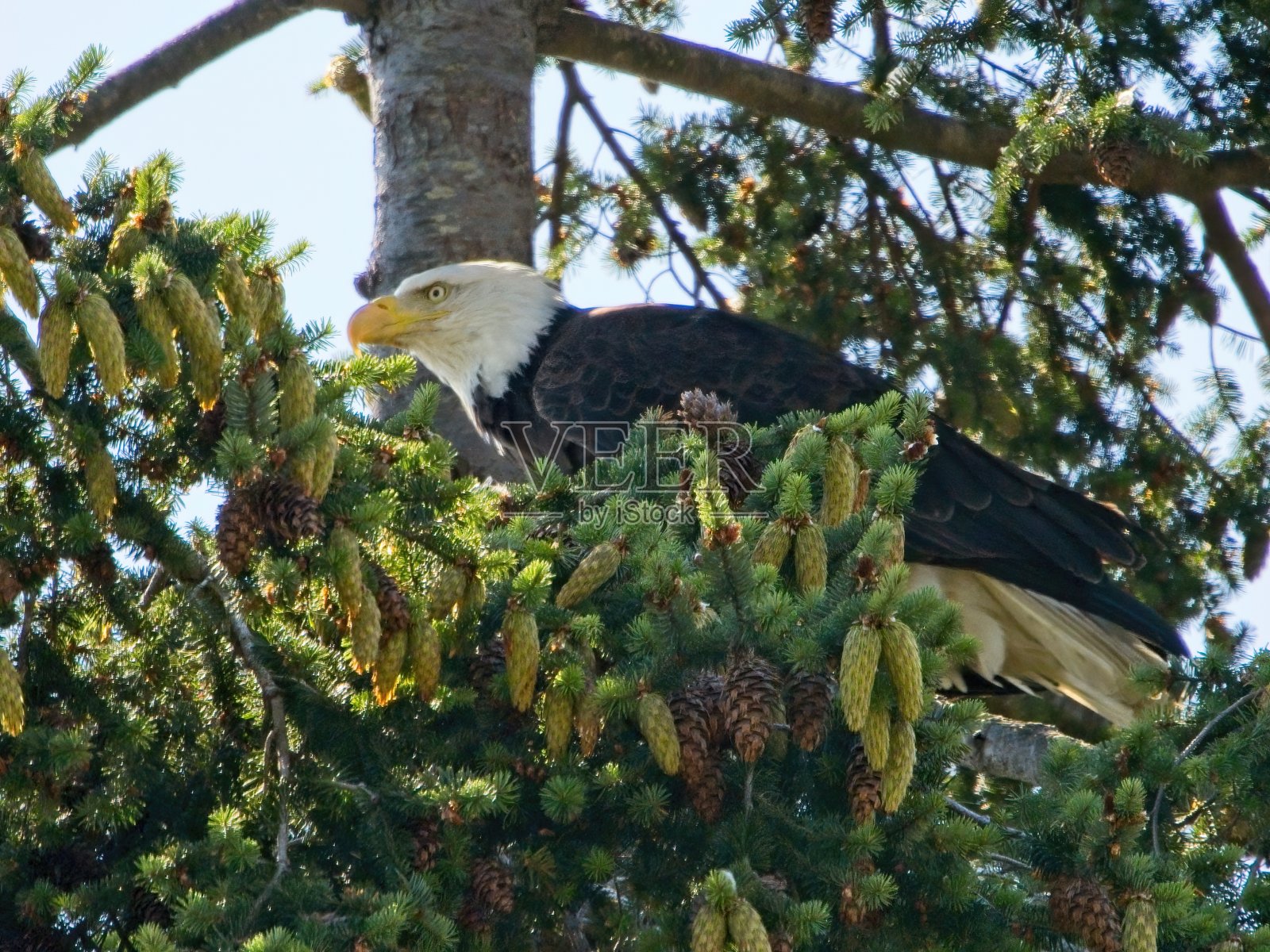 成年秃鹰照片摄影图片