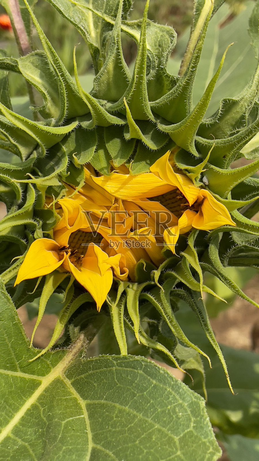 两朵微微覆盖的向日葵照片摄影图片