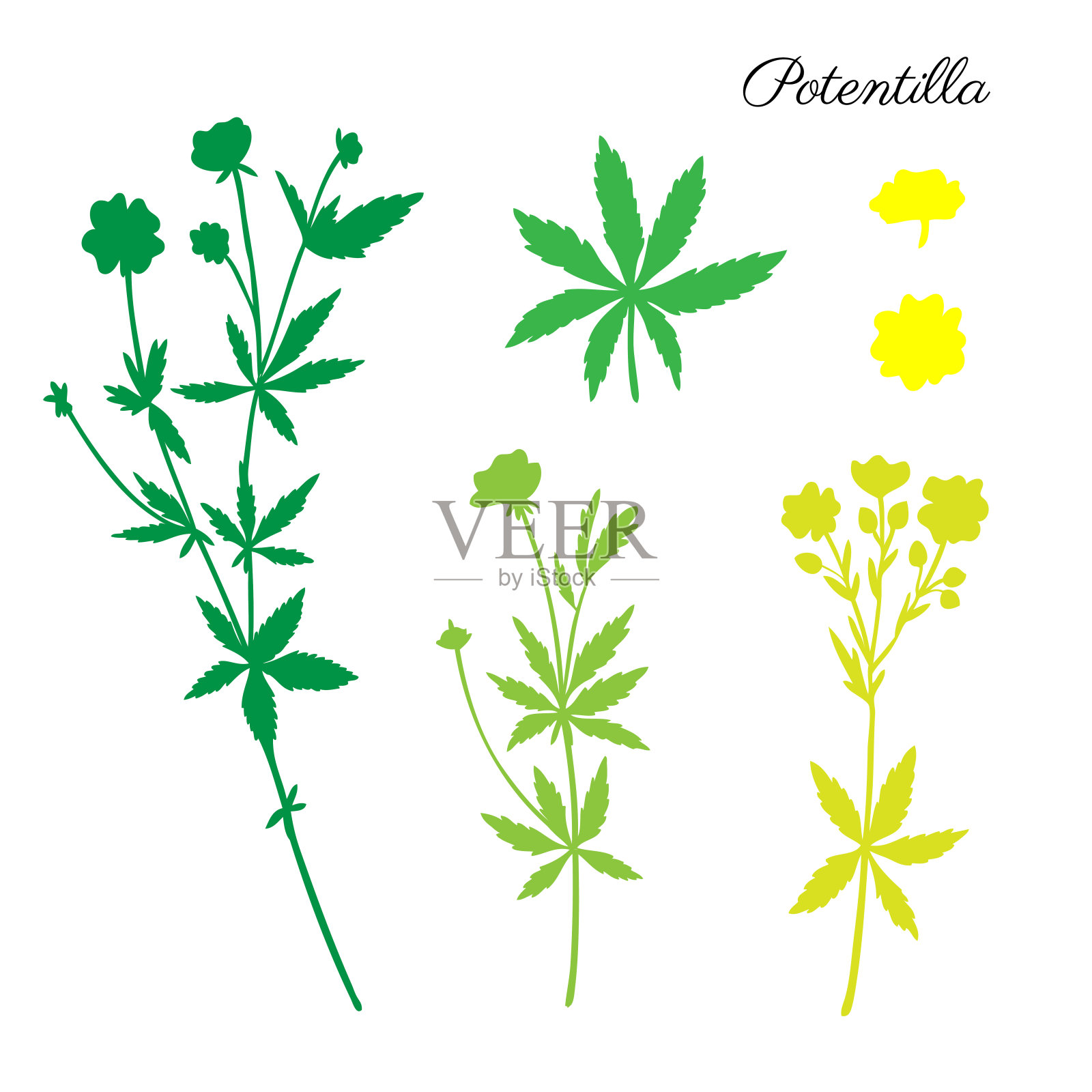 五叶花，直立蕨，血根矢量手绘彩色插图孤立在白色，装饰草本涂鸦剪影，药用套装设计化妆品，天然药物插画图片素材