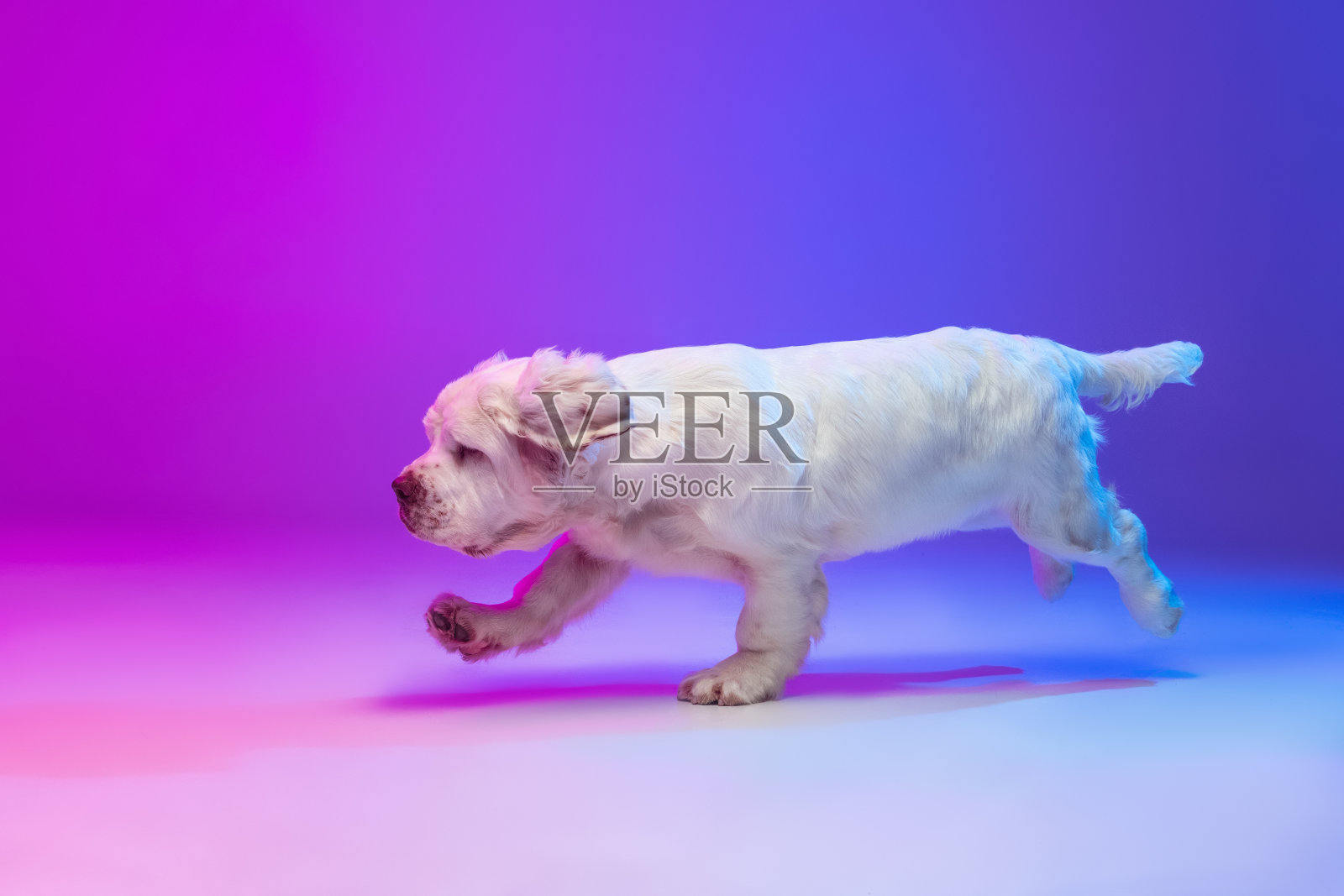 一只狗白色的克伦贝尔运行孤立的梯度粉红蓝色工作室背景在霓虹灯滤镜。运动的概念，动作，宠物的爱，动物的生活。照片摄影图片