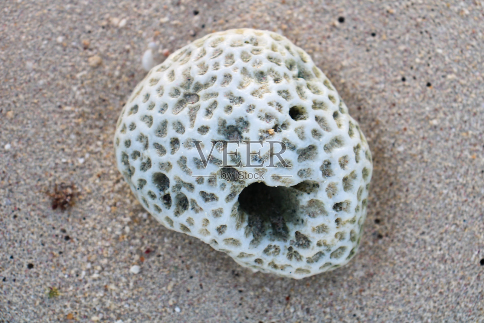 脑珊瑚石头照片摄影图片