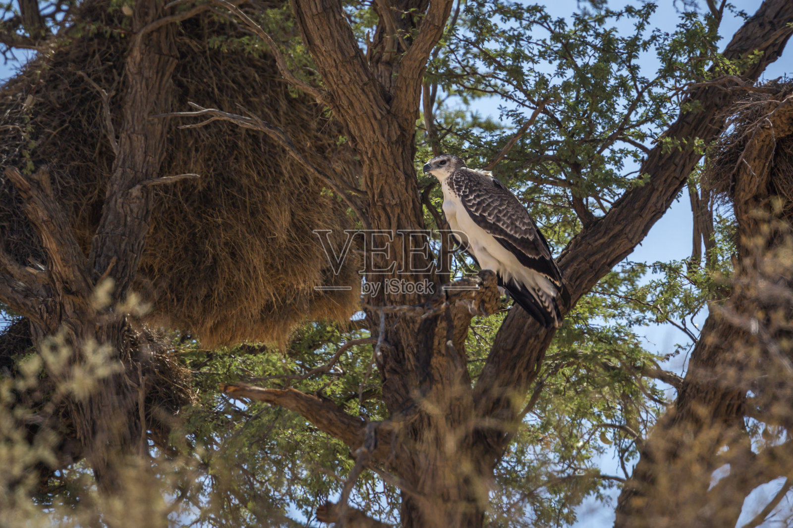 南非Kgalagadi越境公园的“军鹰”照片摄影图片