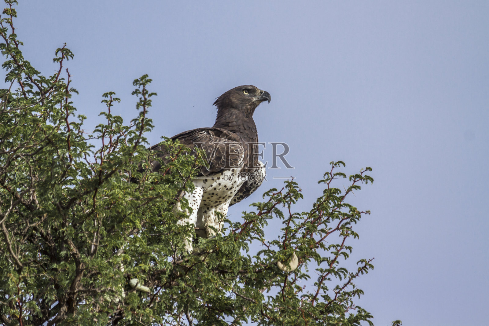南非Kgalagadi越境公园的“军鹰”照片摄影图片