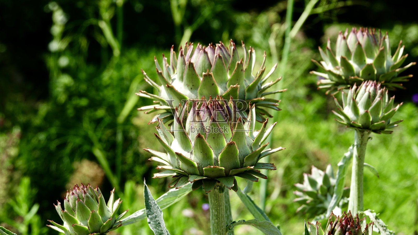 花园里的洋蓟照片摄影图片