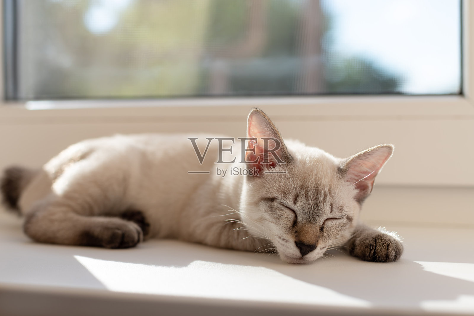 可爱的小猫在窗边睡觉照片摄影图片