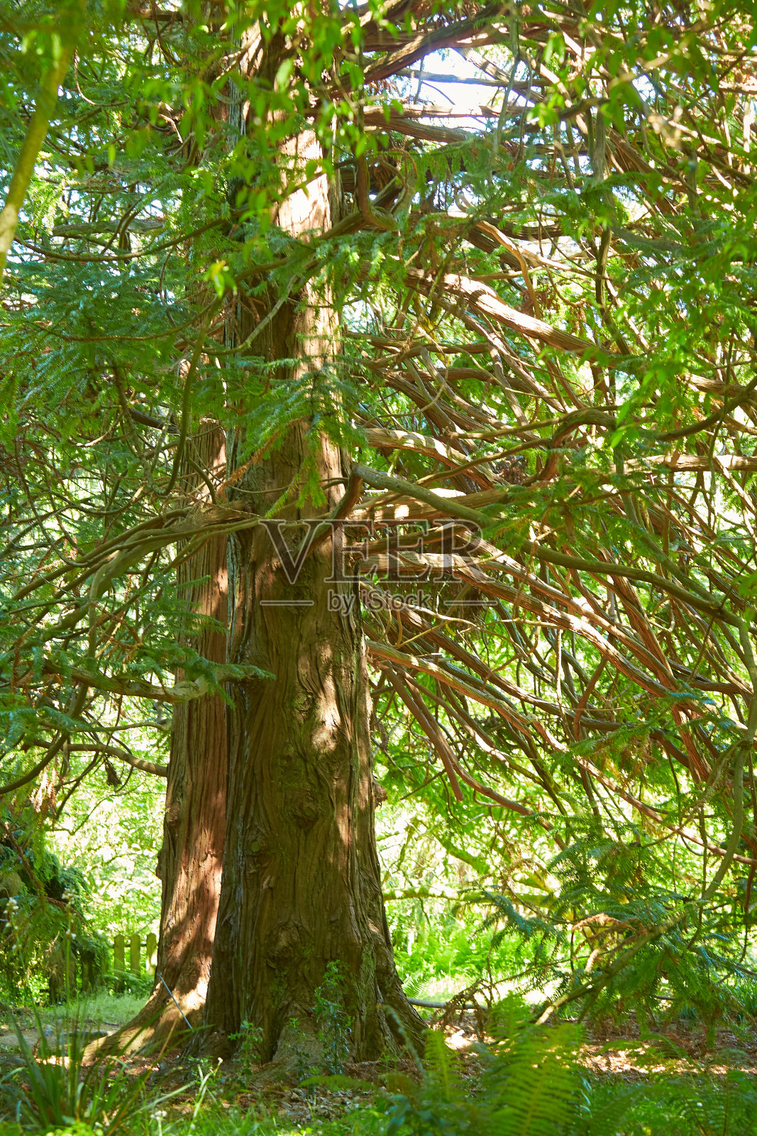 森林中的高松。一棵树的特写。近距离观察树皮。从底部看树干。云杉树干，底部有干燥的树枝，顶部有绿色的针叶照片摄影图片