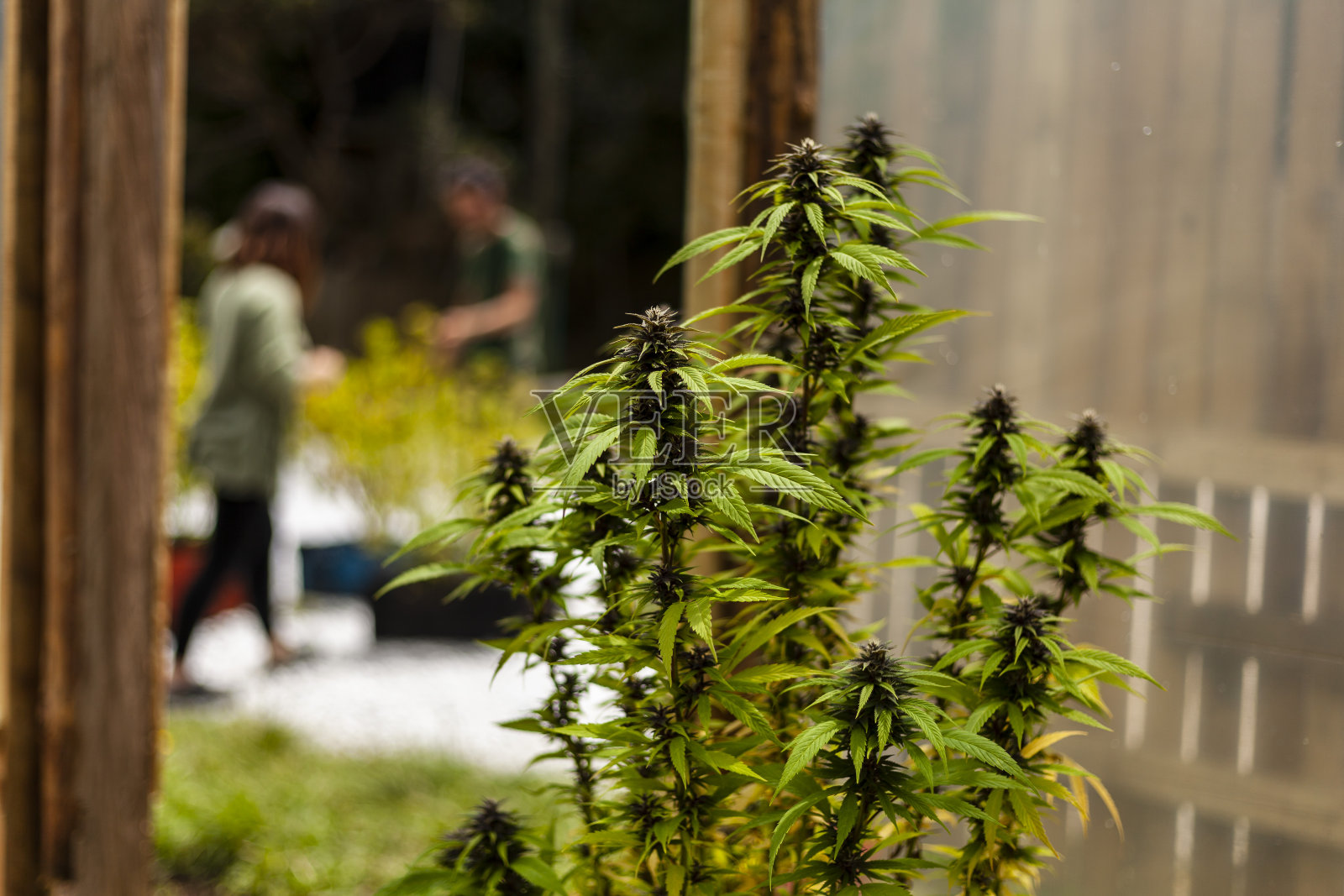 靠近大麻植物的花朵和生长中的叶子照片摄影图片