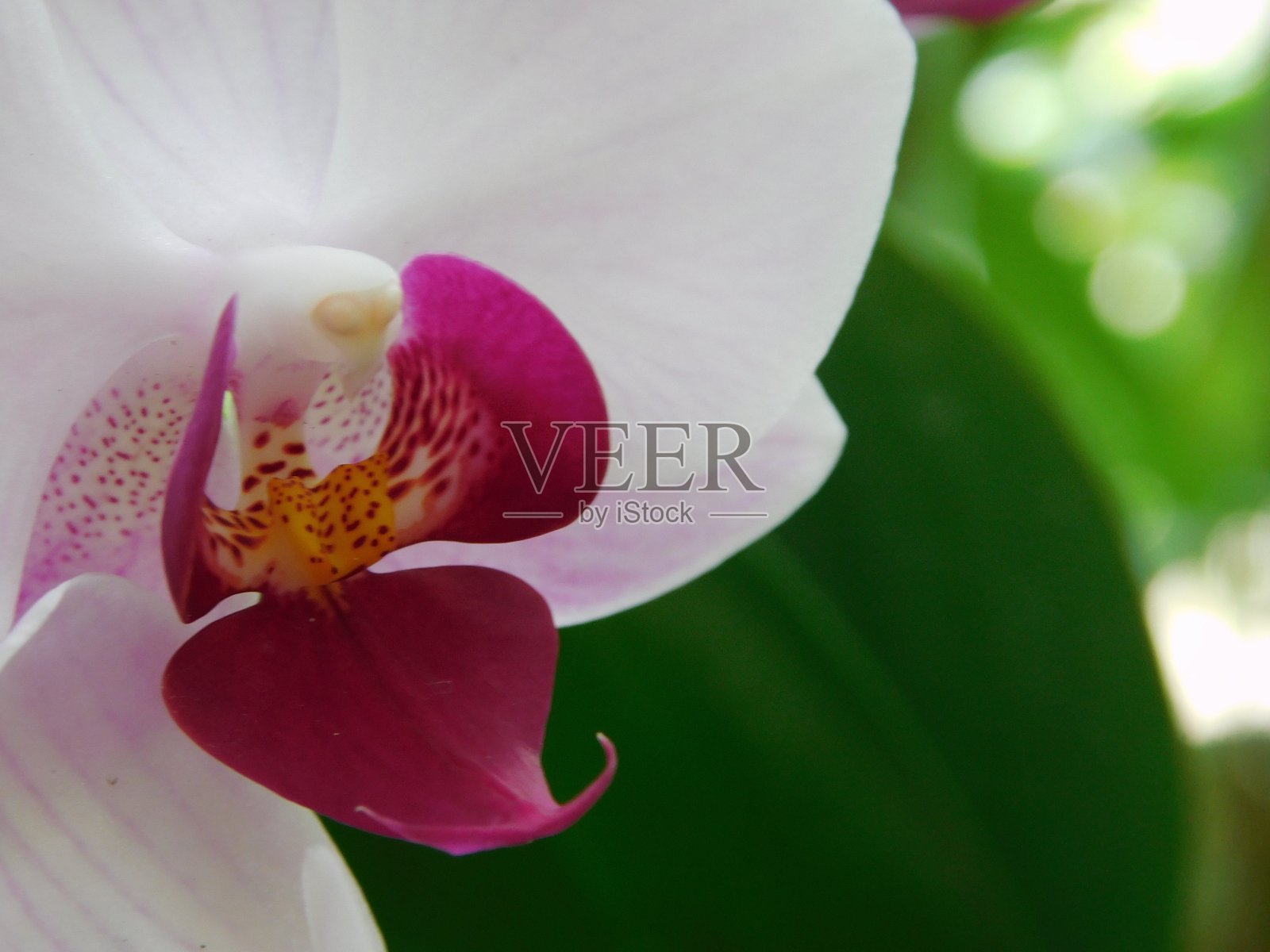 蝴蝶兰的特写照片摄影图片