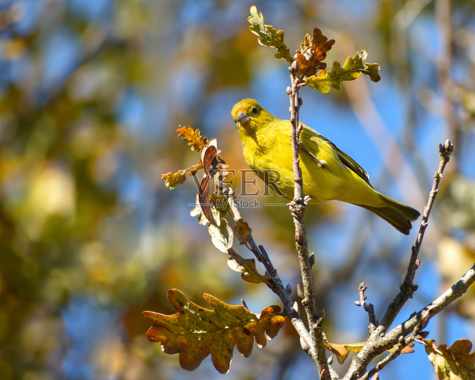 藏红花雀，黄翅雀，唐纳雀照片摄影图片