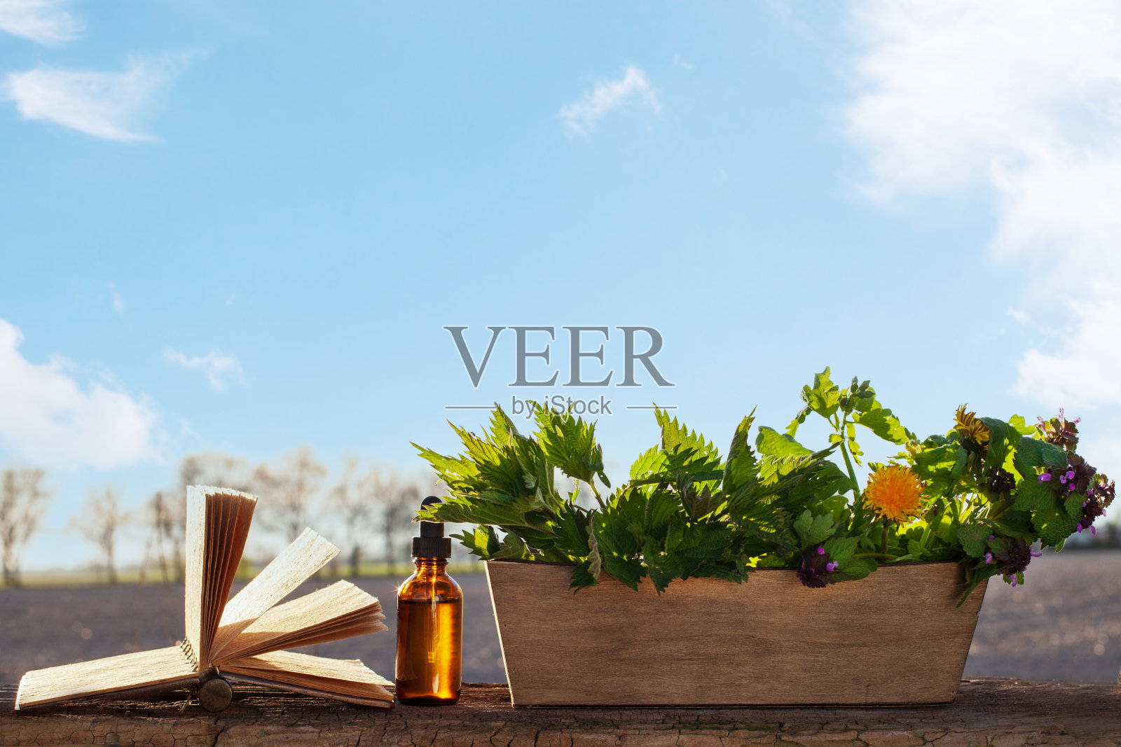 天然药物-草药提取物的概念。照片摄影图片