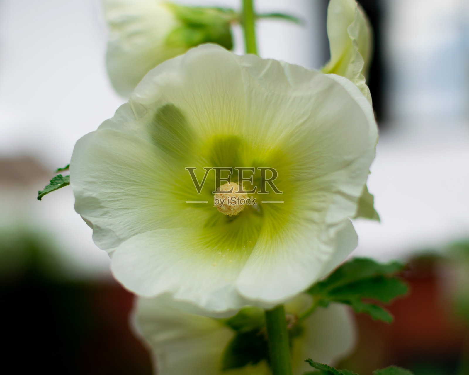 蜀葵的特写照片摄影图片